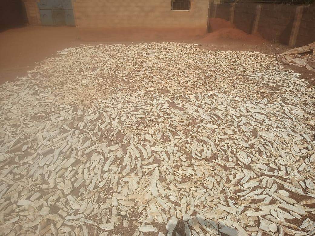Cassava chips drying across a large floor at the Aligo Energies site