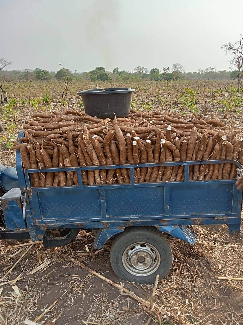 Freshly harvested cassava roots loaded on a tricycle
