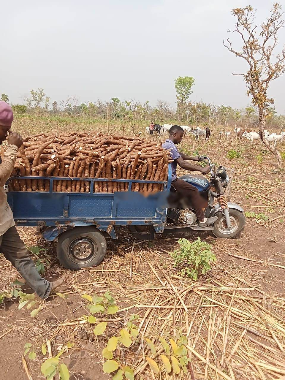 Cassava roots hauled by tricycle