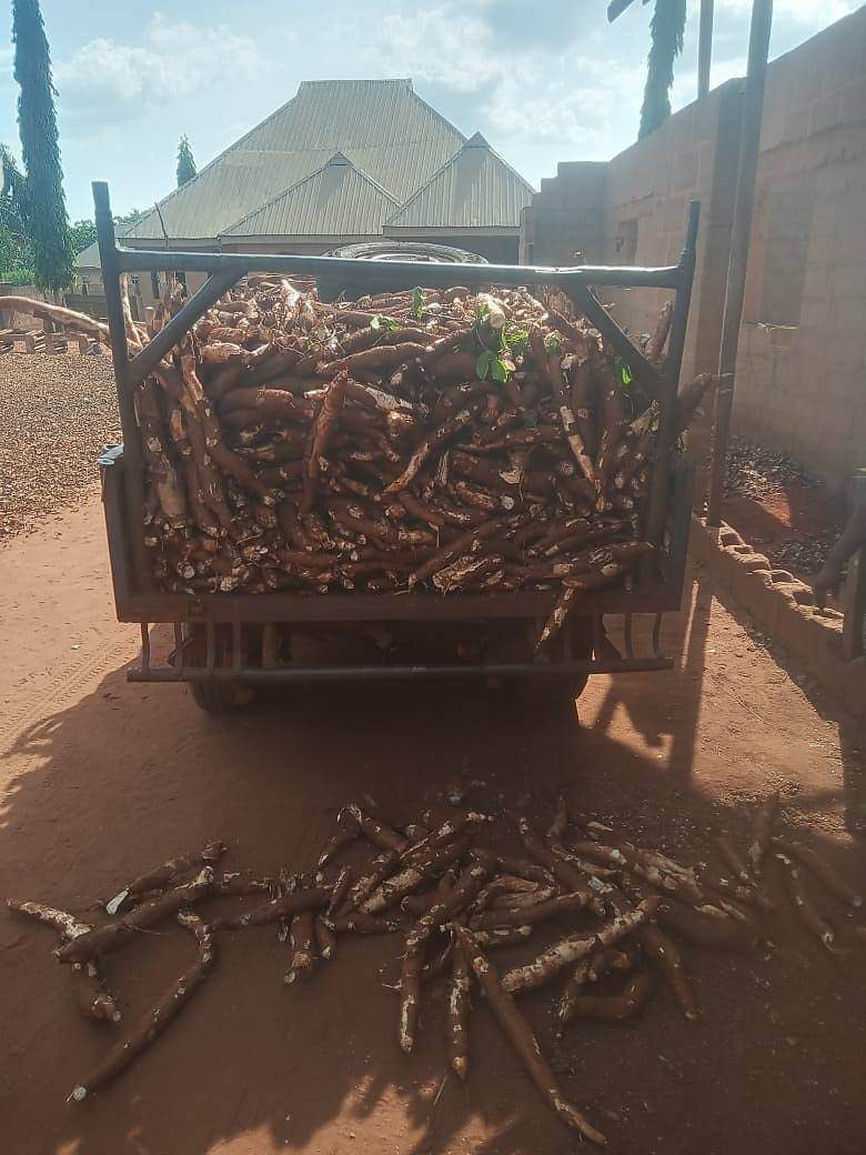 Truck loaded with cassava roots