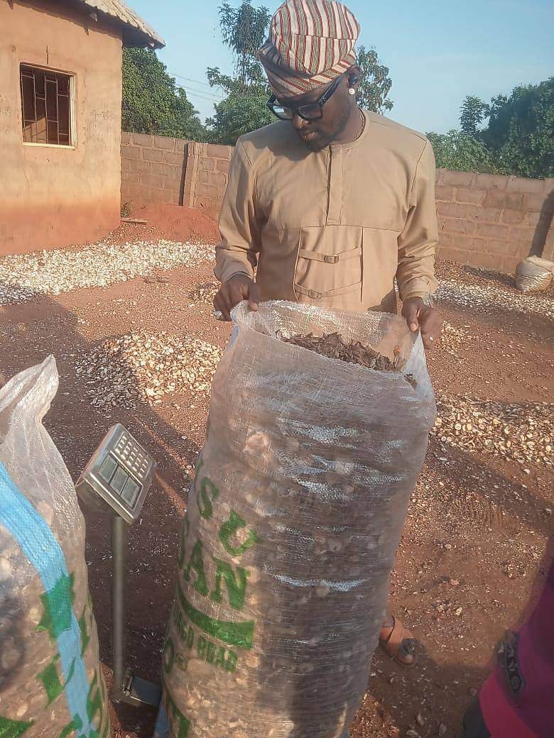 Weighing dried cassava chips
