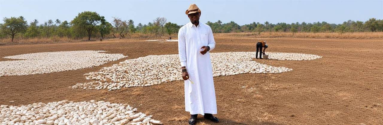 Cassava chips drying in an open field
